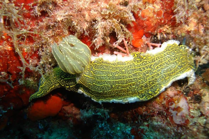 Nudibranch Isola Bella