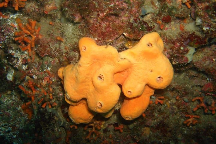 Sponges of the Blue Grotto