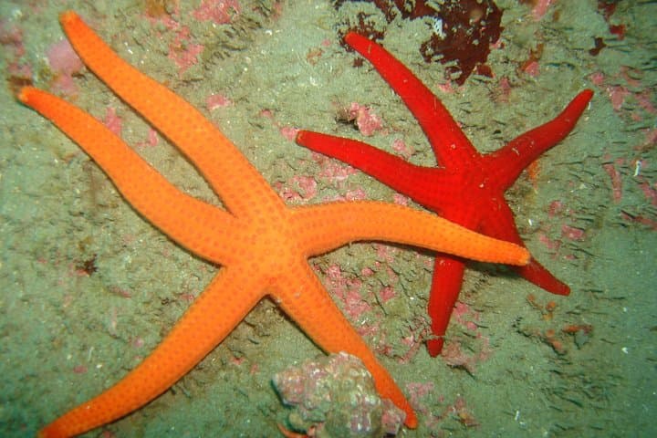 Multicolored starfish