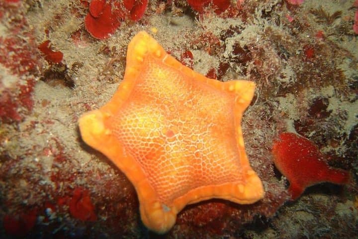 Pentagonal star Isola Bella