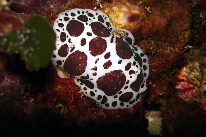 Sea cowhide in the ravines of the various bays