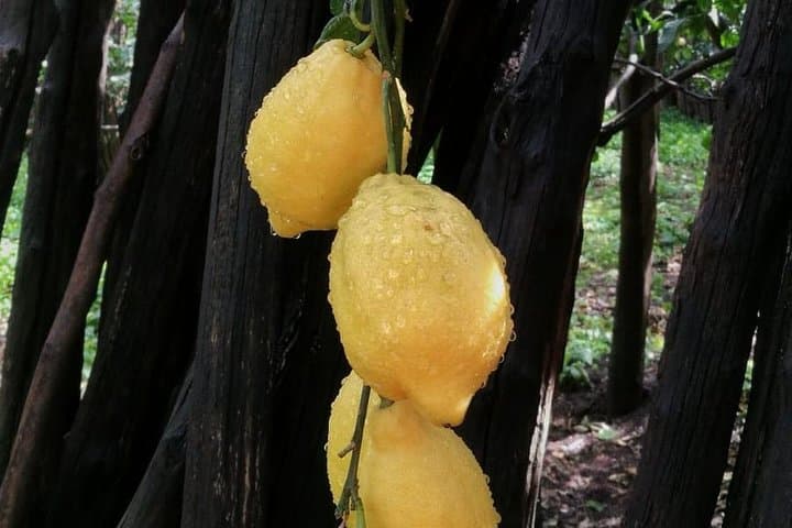 DISCOVER SORRENTO, food &Walking tour . Lemons-cheese&olive oil