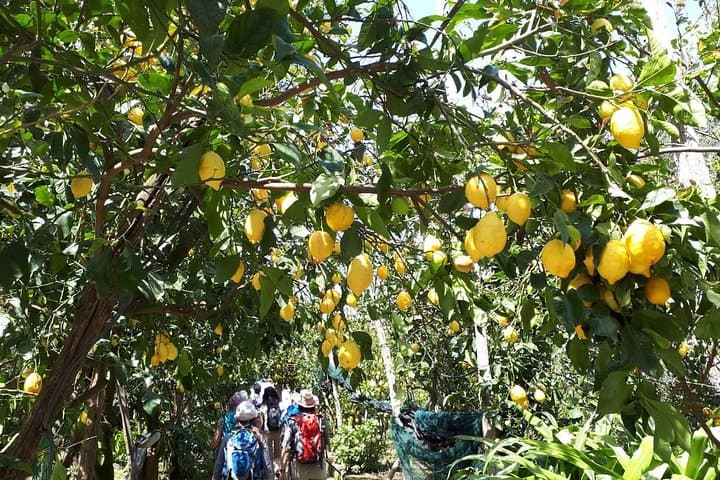 DISCOVER SORRENTO, food &Walking tour . Lemons-cheese&olive oil