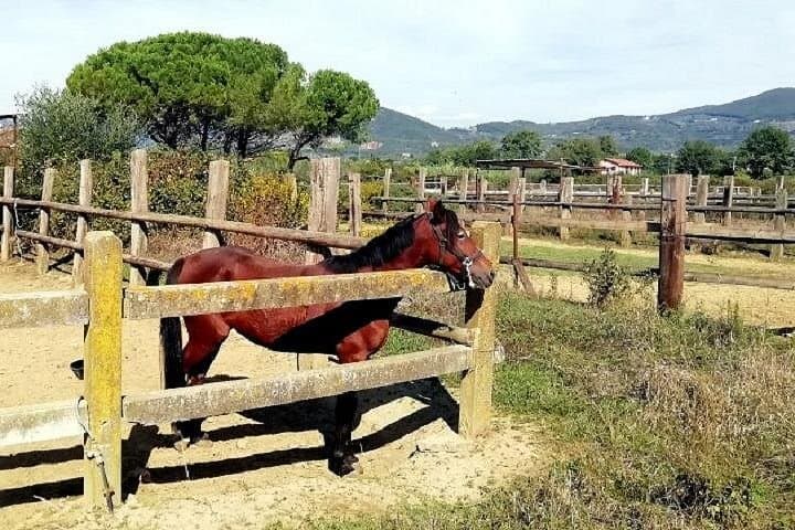 Horse Riding Small Group near Lucca