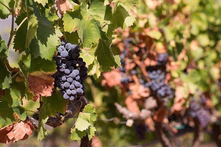 Wine tour aroud vineyards of Cagliari