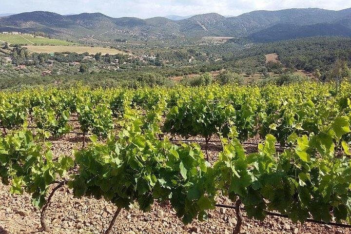 Wine tour aroud vineyards of Cagliari