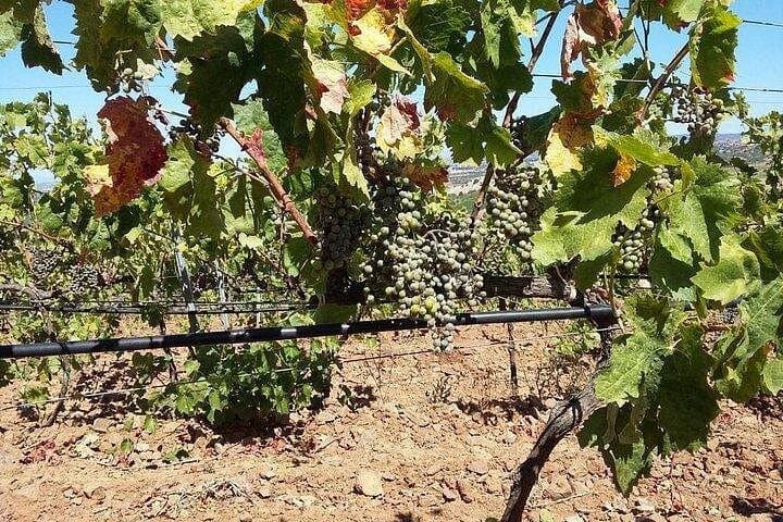 Wine tour aroud vineyards of Cagliari