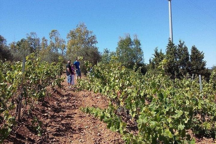 Wine tour aroud vineyards of Cagliari