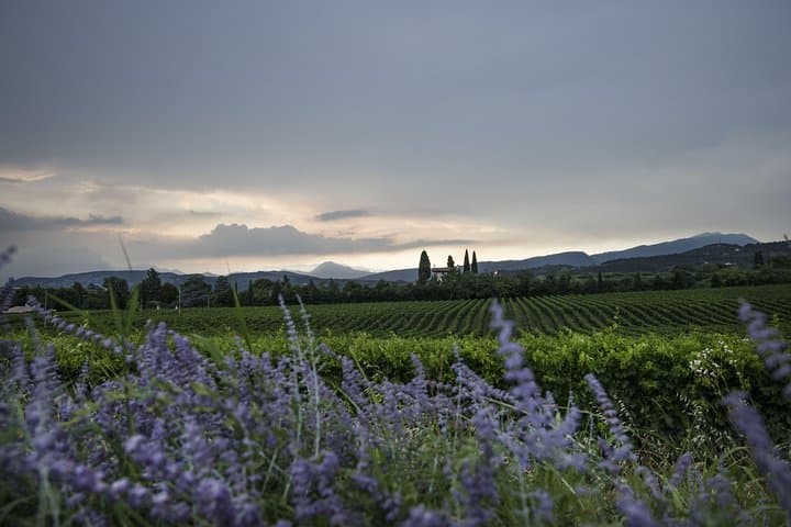 Lake Garda: Wine Tour & Tasting Experience in Bardolino area