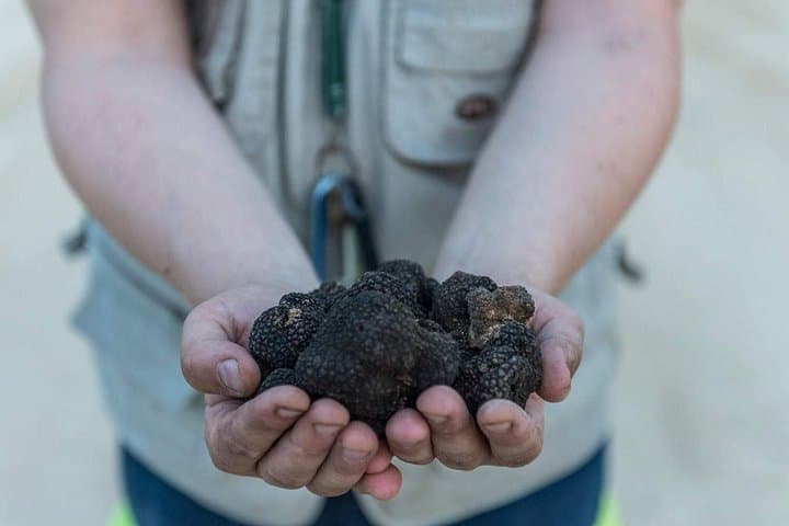 Truffle hunting