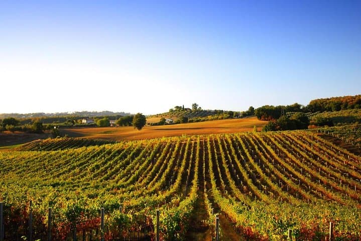 Day trip from Rome: Deluxe wine tasting in Montalcino - private tour