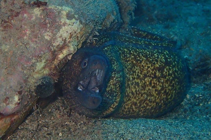 Scuba Diving Experience in Taormina