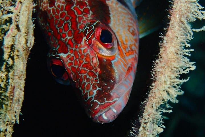 Scuba Diving Experience in Taormina