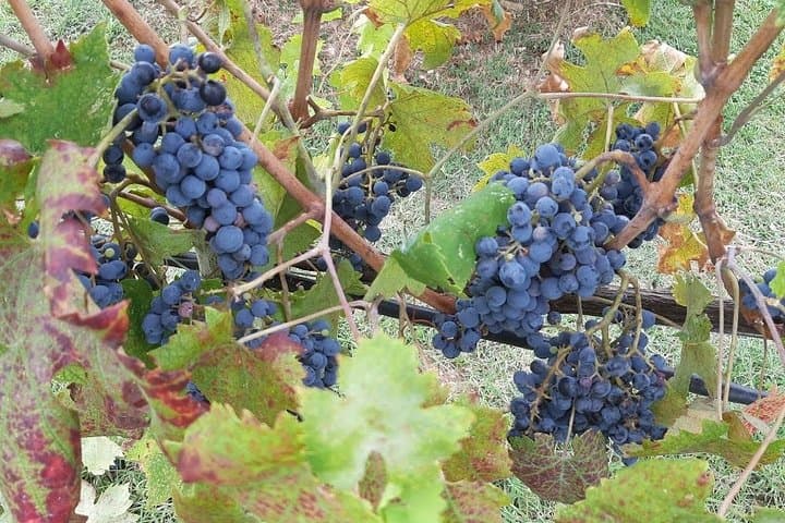 Vineyards 
original photos of our tours
