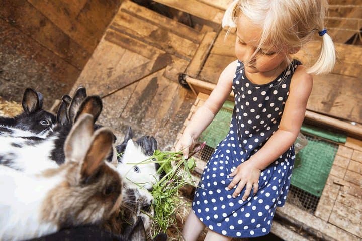 Educational farm for children in Rome