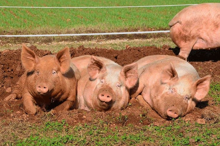 Educational farm for children in Rome