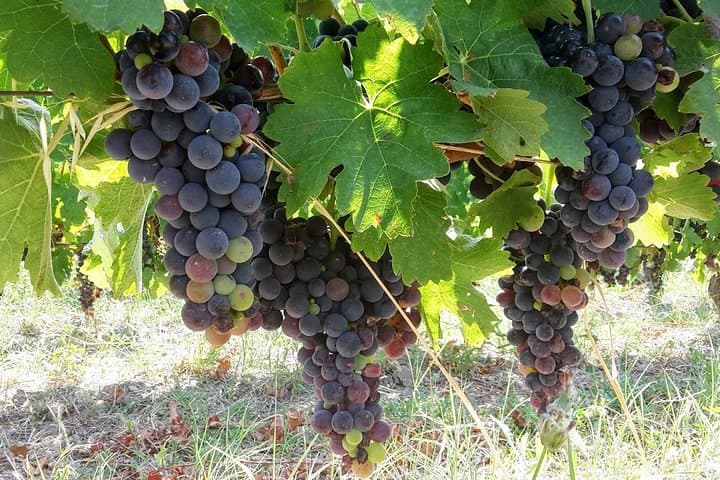Aglianico