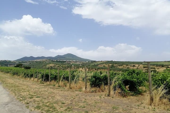 Volcano and vineyards