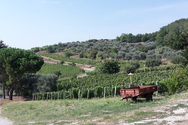 Vineyards in Barile