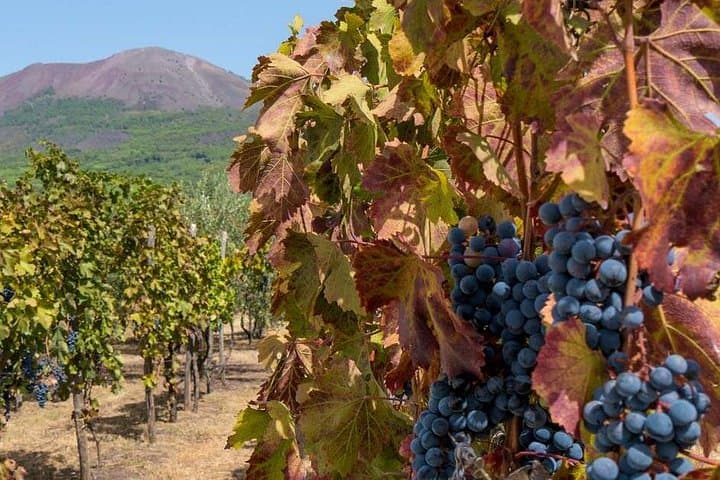 From Naples: Vesuvius, Vineyard & Wine Tasting with Lunch