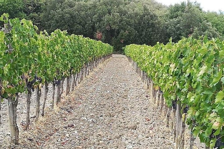 Vineyards
(Original photo of our tours)