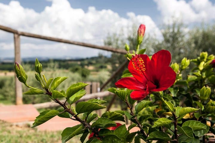 Think of a romantic meal in the Olive Trees shade, accompanied by Tuscan wines!
