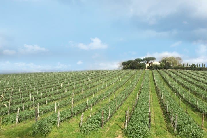 Wine Tour Experience