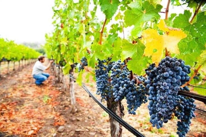 Etna vineyard