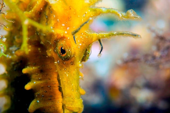 Scuba diving in Calabria, Italy