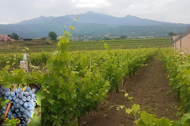 Etna trekking and wine tasting