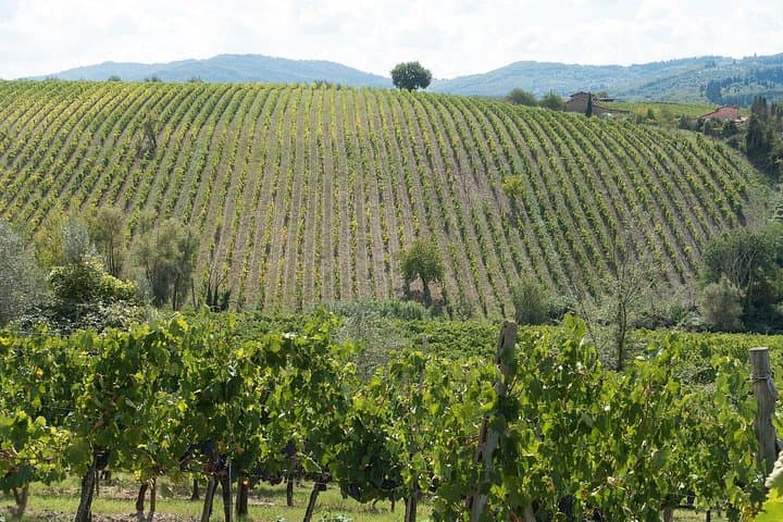 Langhe (Piedmont): Wine Tasting Experience