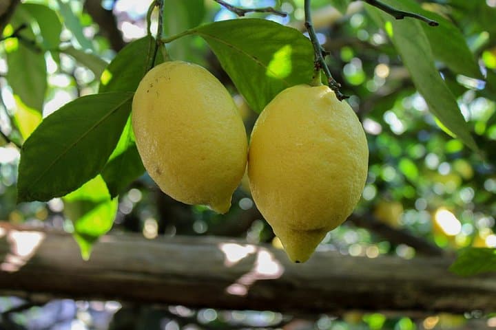 lemons