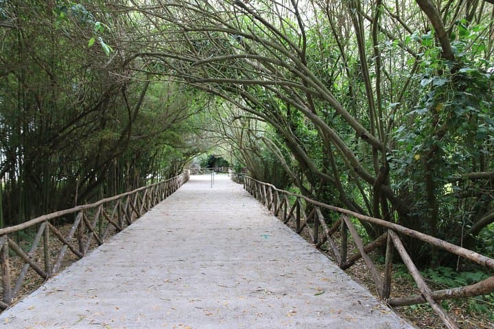 Avenue of oleanders