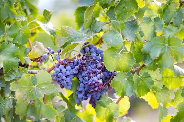 Archeology, visit to a vineyard and wine and pecorino cheese tasting