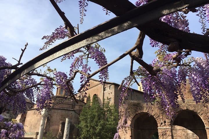 Roman Forum and wisteria
