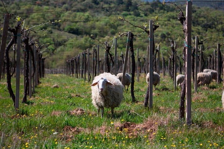 UrbExcursions Italian Cooking Class in Abruzzo from Rome with Wine Tasting