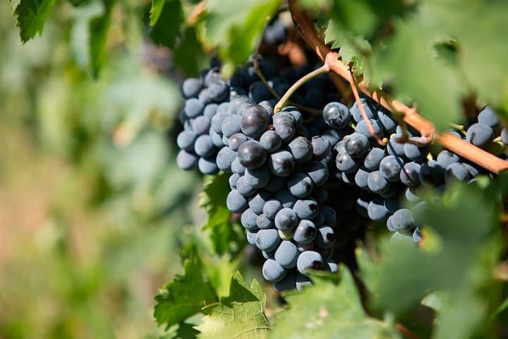 Top Excursions-Italy
From Rome: Italian Cooking Class in Abruzzo and WineTasting