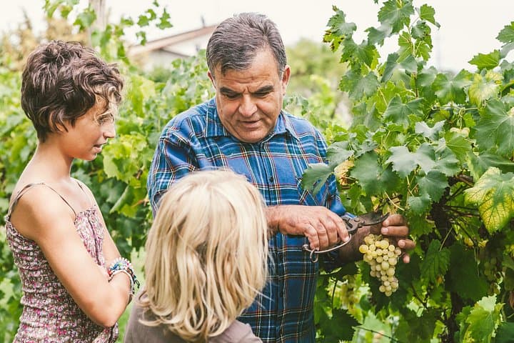 Rome: Frascati Private Day Trip - Town Tour, Lunch & Wine Tasting