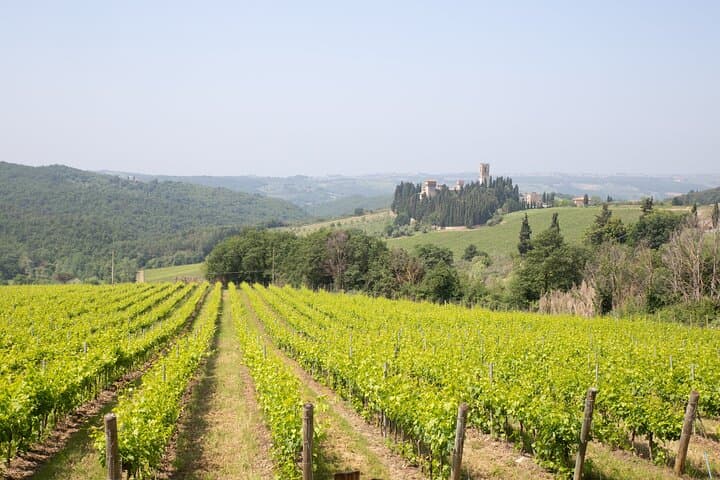 Vineyards near Badia a Passignano