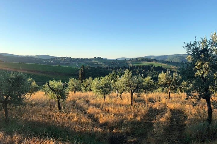 Olive groves in Chianti