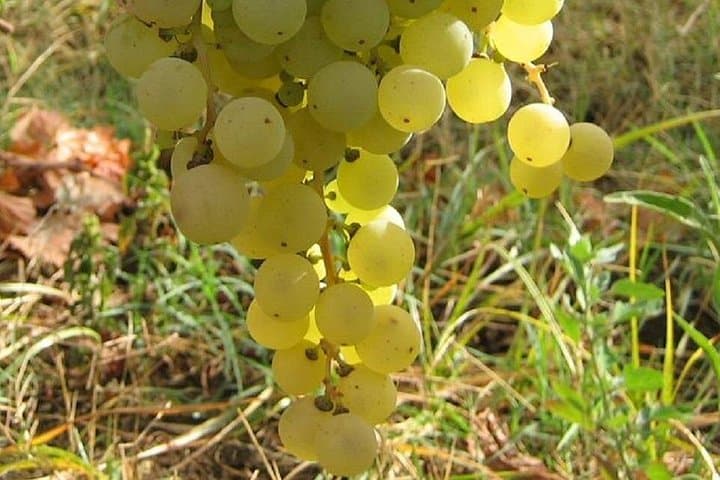 Malvasia grapes at the Castelli
