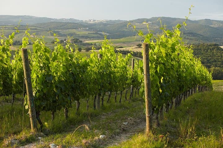 vine rows