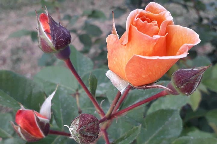 Sample of Garden of Roses