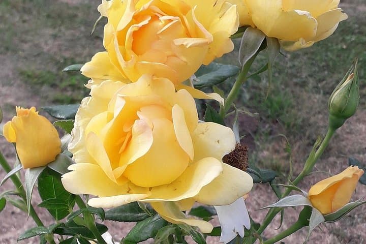 Sample of Garden of Roses