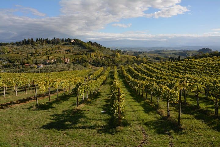 Vineyards
