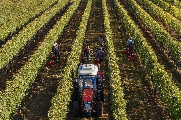 Wine fileds of Brunello