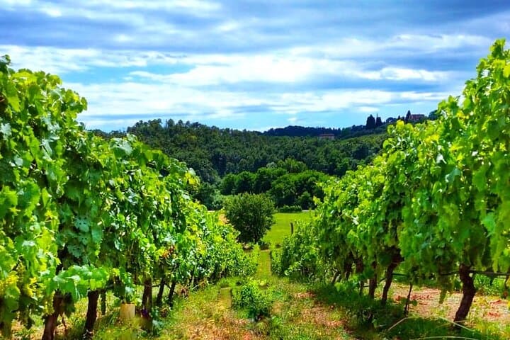 The vineyard