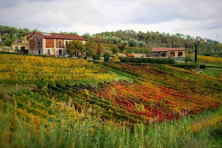 The valley of wine
