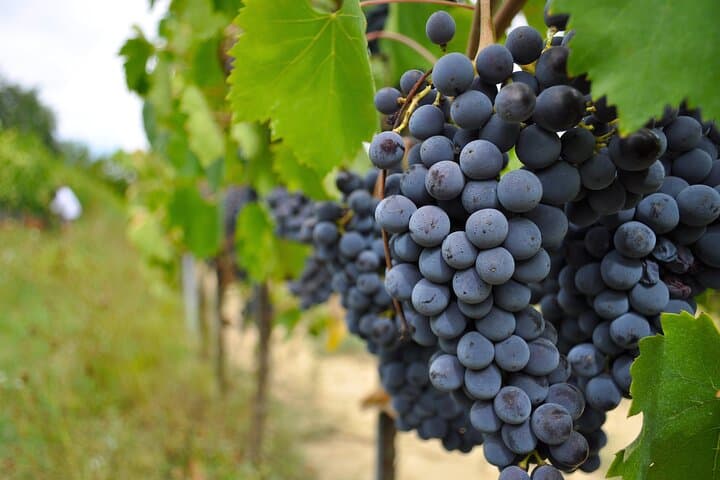 San Gimignano: Vineyard and Cellar Tour with Wine Tasting