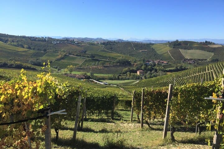 Truffle hunt and Barolo wine tasting